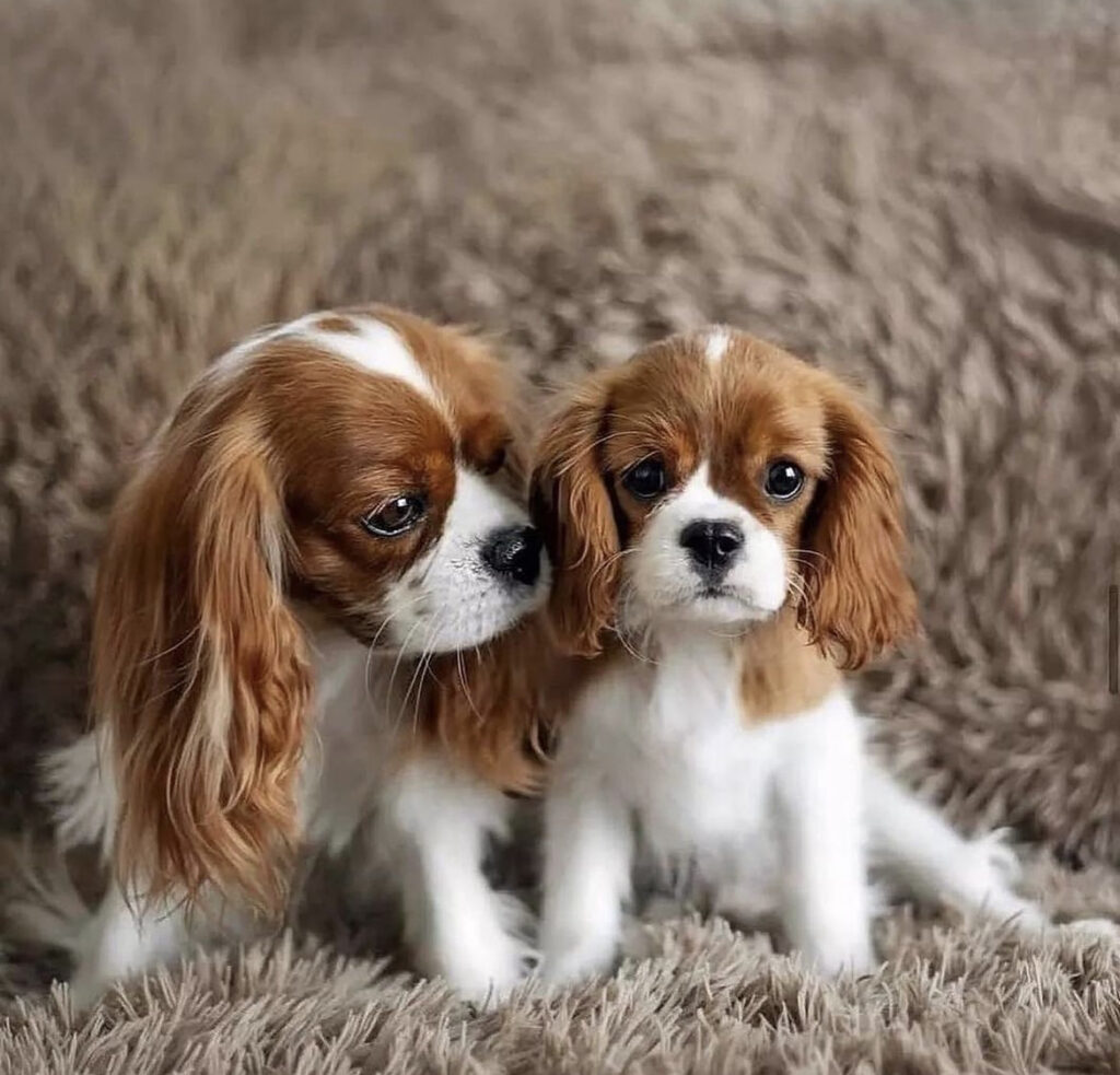 puppy cavalier King Charles spaniel with its mum